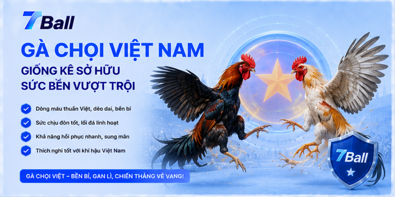 Gà Chọi Việt Nam - Giống Kê Sở Hữu Sức Bền Vượt Trội 