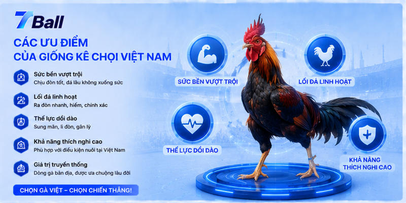Các ưu điểm của giống kê chọi Việt Nam
